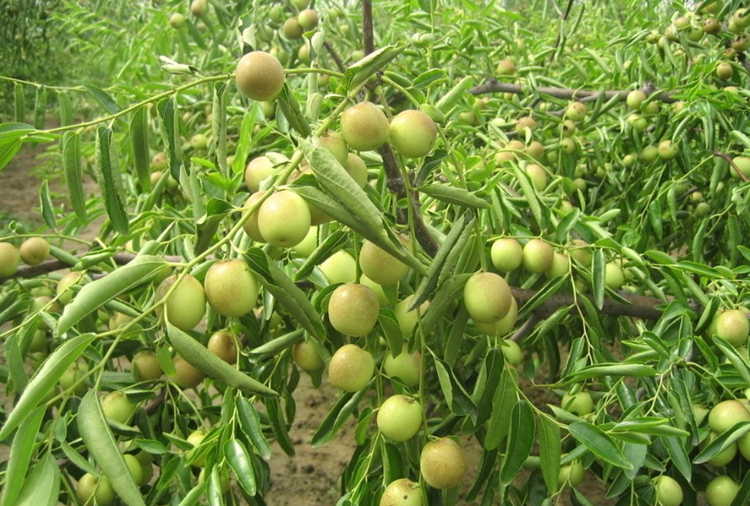 嫁接沾化冬枣苗枣子树苗正宗冬枣树苗二代冬枣苗南方北方种植沾化冬枣