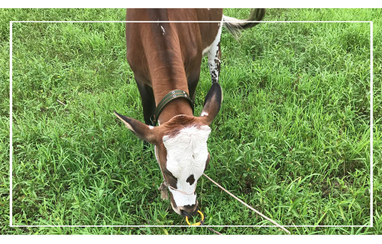 拴牛的笼头套牛项圈牛脖套畜牧养殖拴牛脖套养牛场牛专用栓牛脖套17米