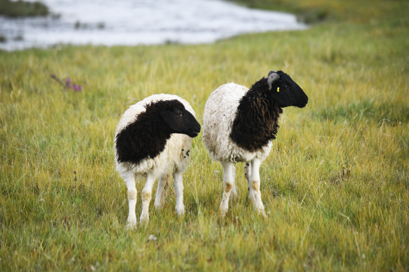 新疆黑头羊羊肉巴音布鲁克羊新鲜排酸肉类有机牧场草原羊礼盒装48斤