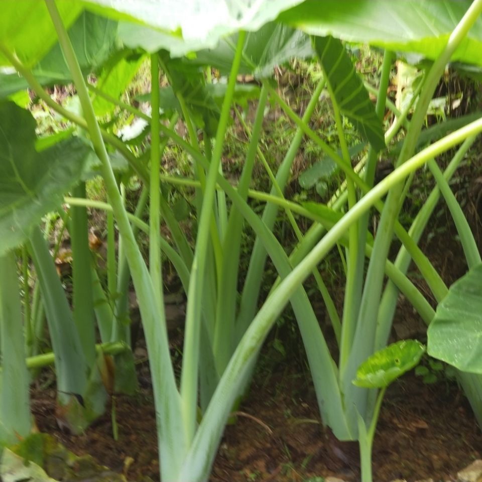 煮魚煮鴨廣菜新鮮現摘廣菜牛癟廣菜芋蒙芋荷菜帶根盆栽廣菜苗5顆煮魚