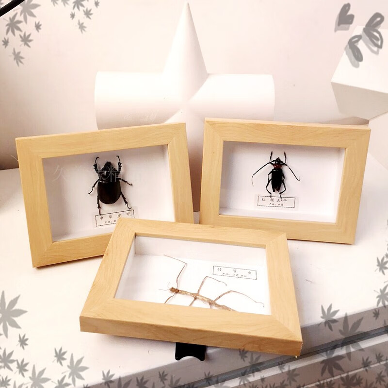 儿童生日礼品框教具昆虫标本框乾昀浅紫色螯蛱蝶其他长方形尺寸独立