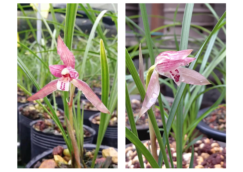 华香园兰花红豆春兰红花兰花苗浓香型不带花苞办公室内盆栽盆景耐阴