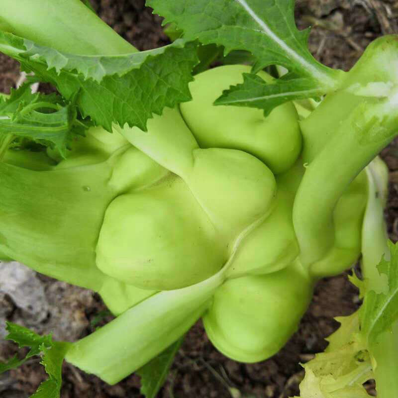 新鲜蔬菜羊角菜10斤农家自种新鲜青菜头菱角菜1斤现发新鲜菜头净重8斤