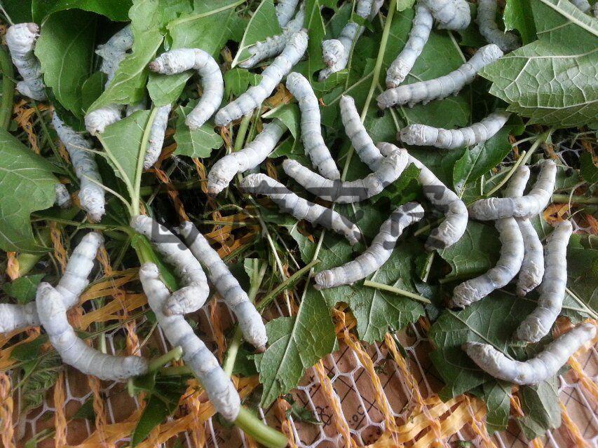 蚕宝宝蚕网35龄大蚕除蚕沙塑料蚕网蚕用清理网过滤网大蚕网桔色大蚕网