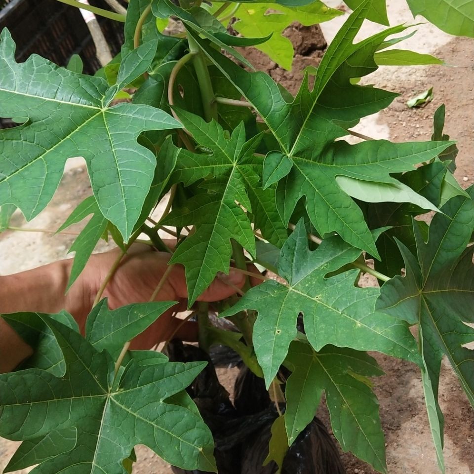 木瓜树苗红肉水果木瓜苗夏威夷2号红肉水果木瓜四季结果盆栽地栽初石1