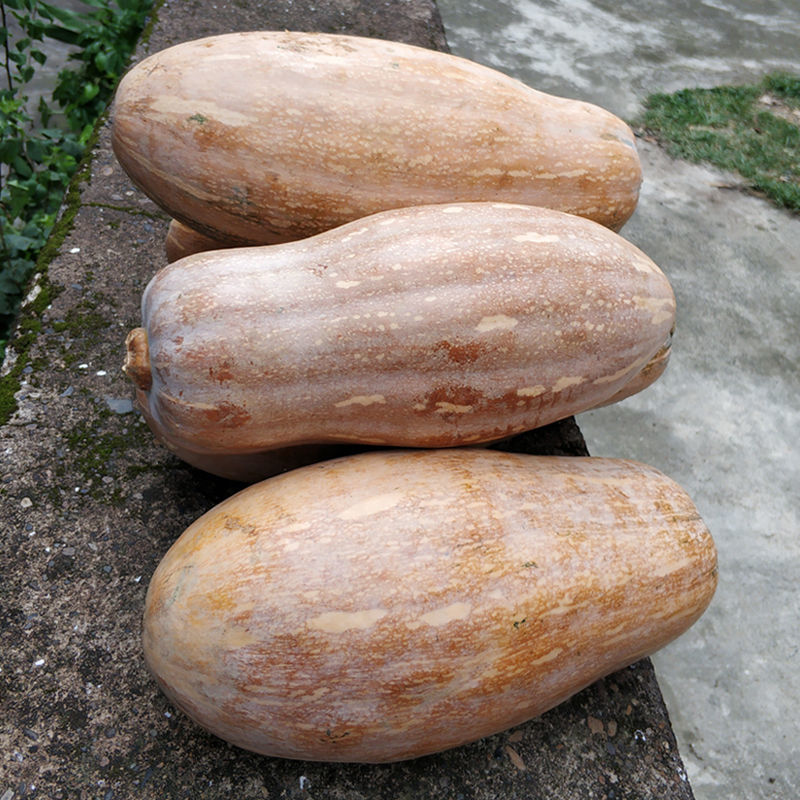2021新鲜自然熟老南瓜黄皮粉糯甜孕妇宝宝辅食农家蔬菜老品种南瓜老