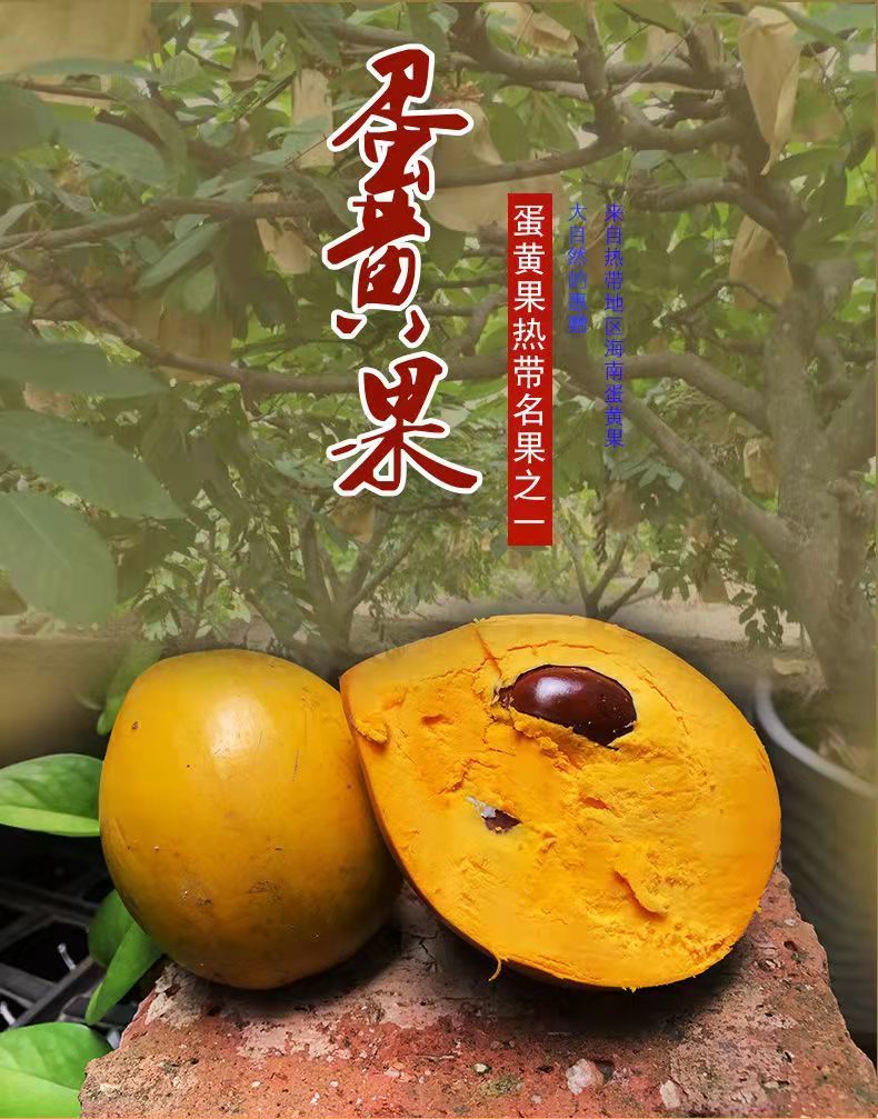 海南鸡蛋果蛋黄果斤当季热带名果新鲜应季整箱蛋黄果3斤实惠装