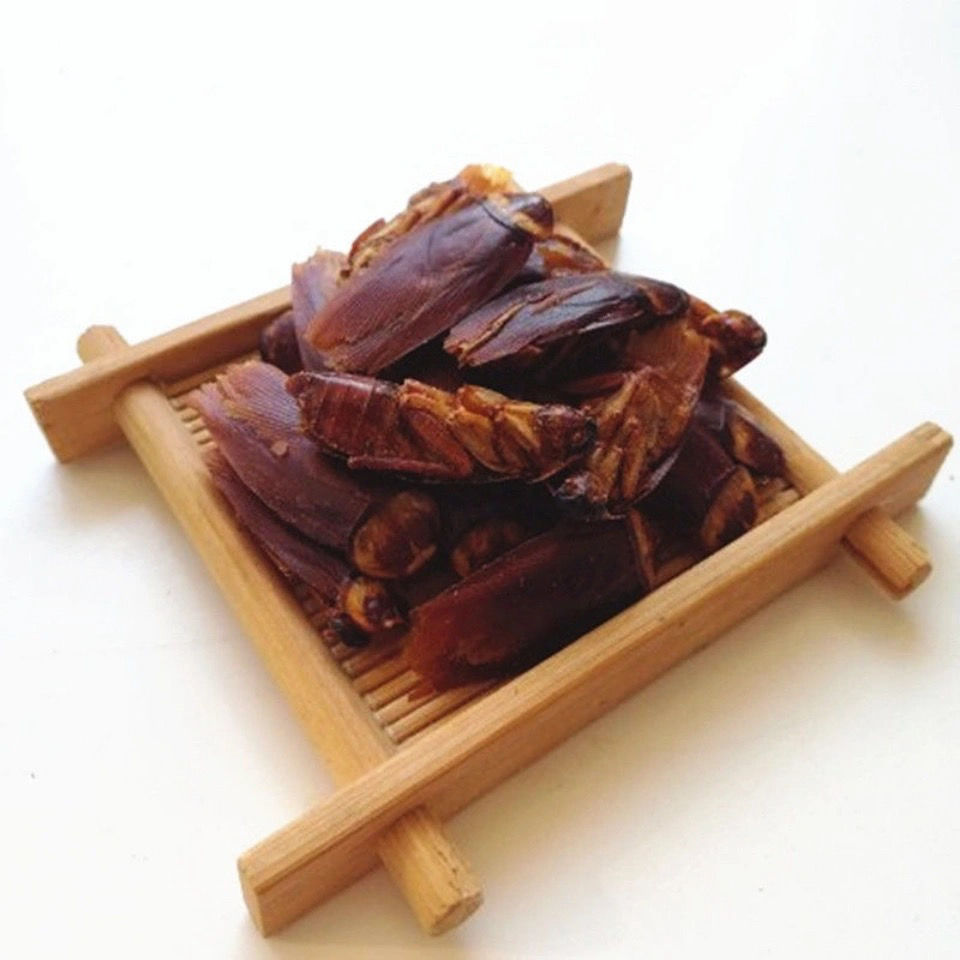 伟博 中药材蟑螂蟑螂干大蠊中药材用蟑螂蟑螂虫干蟑螂粉 蟑螂500克