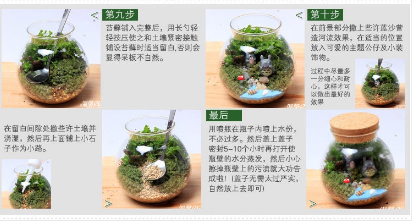 苔藓微景观生态瓶植物多肉盆栽diy材料包桌面玻璃小摆件组合润景 拼搏