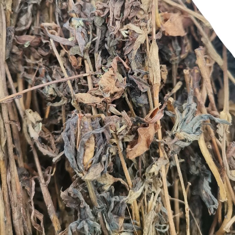 伟博金草固汤采用秦岭珍稀乌金草配10包共470克用10