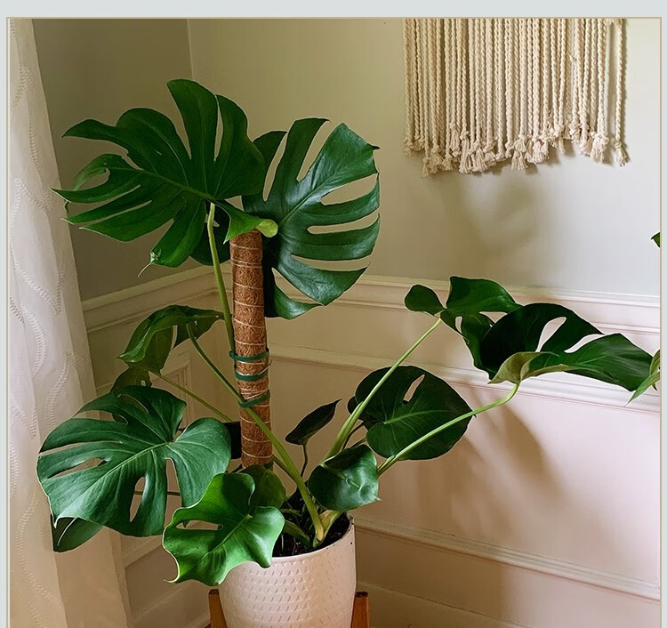 龟背竹支撑杆固定器棕柱定型椰棕棒大叶绿萝植物攀爬柱花架棕榈柱
