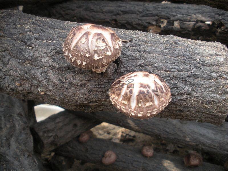 花菇干货500g肉厚香菇花茹香茹农冬菇大小蘑菇250g特级花菇23cm直径