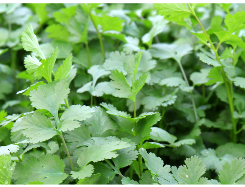 香菜芫荽胡荽盐荽香荽延荽满天星新鲜现摘1斤