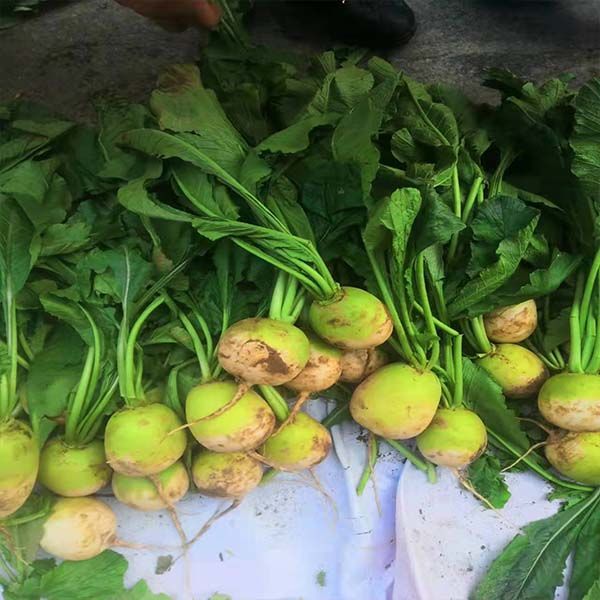 湖北广水余店农家自种半头青萝卜新鲜现拔现发应季新鲜蔬菜 10斤