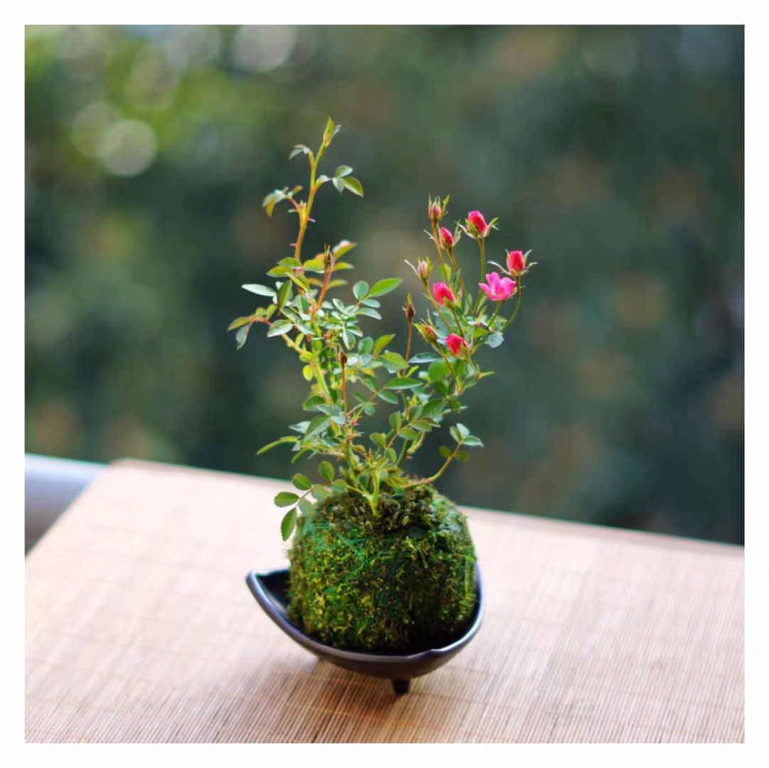 超微型月季玫瑰姬月季苔藓球阳台窗台桌面绿花卉 带花苞 苔藓球超微 1