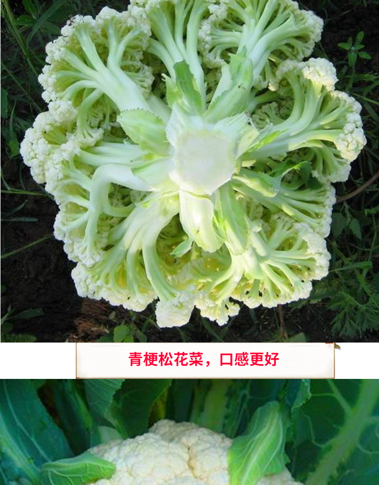 青梗松花菜種子有機花菜種籽菜花苗子耐寒耐熱大面積慶美65天慶美65