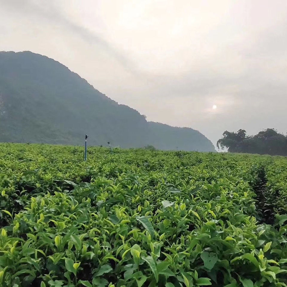 紅茶高山紅茶老樹茶鴻雁十二號清香耐泡250g包口糧茶【圖片 價格 品牌