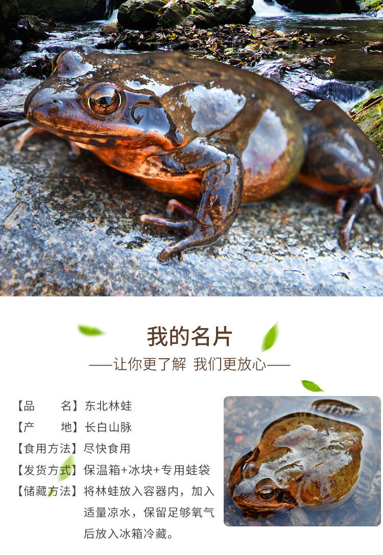 顺丰东北长白山雪h蛤母豹子活蛤蟆活林蛙产地直发1斤1314只特大母蛙