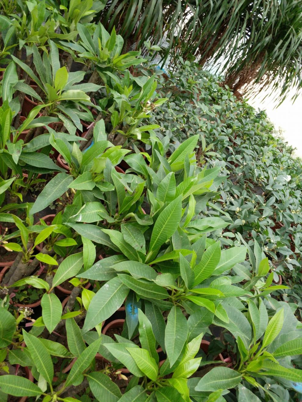 盆栽花卉鸡蛋花苗鸡蛋花树苗名贵珍品庭院植物黄花1棵6080cm不含盆