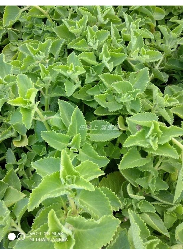 伟博新鲜洋薄荷 到手香 左手香 碰碰香 还魂草500克延命草藿香番薄荷