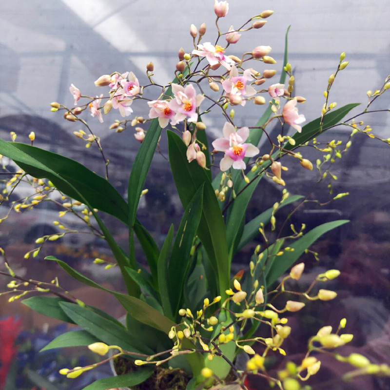 迷你文心兰梦香香水文心兰兰花苗冬季带花苞发货浓香花卉室内盆栽文心