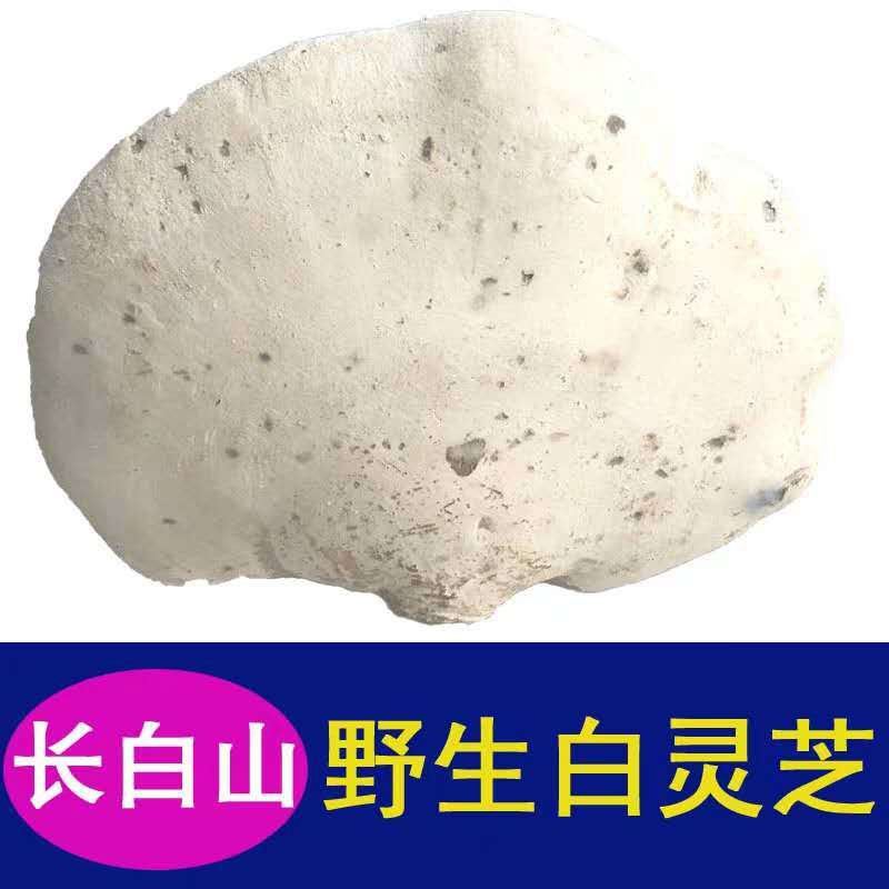 长白山白灵芝白边白玉灵芝白桦树灵芝桦剥孔菌产地切