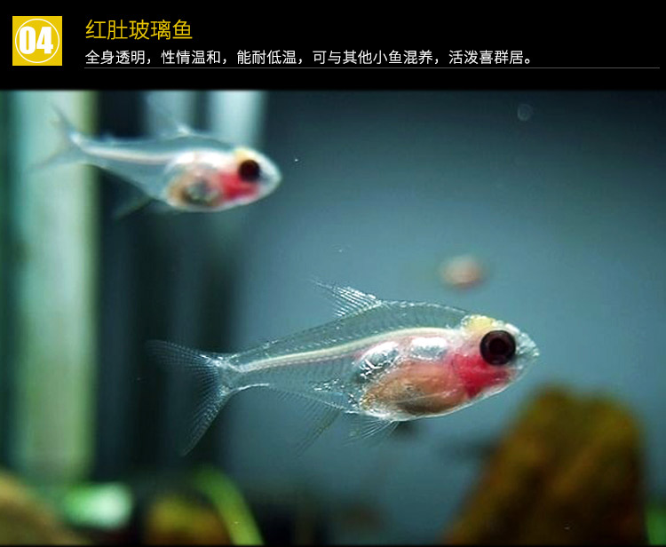 燈魚集合小型熱帶活魚觀賞魚寶蓮燈魚活體水草缸淡水燈魚套餐水財神