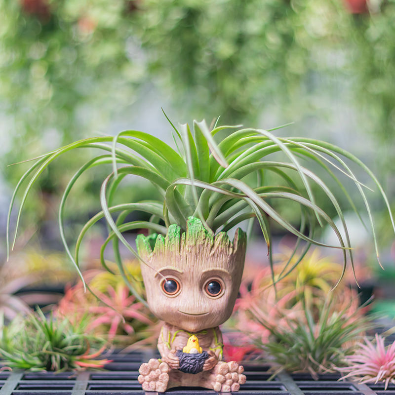 巴西木幸运木格鲁特植物多肉花盆生日礼物品男女绿植桌面摆件玩具