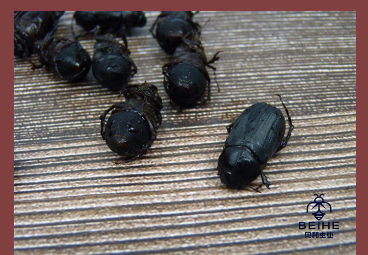 伟博瞎撞子瞎创黑色金龟子瞎碰食用昆虫新鲜冷冻 两斤黑瞎撞子【图片