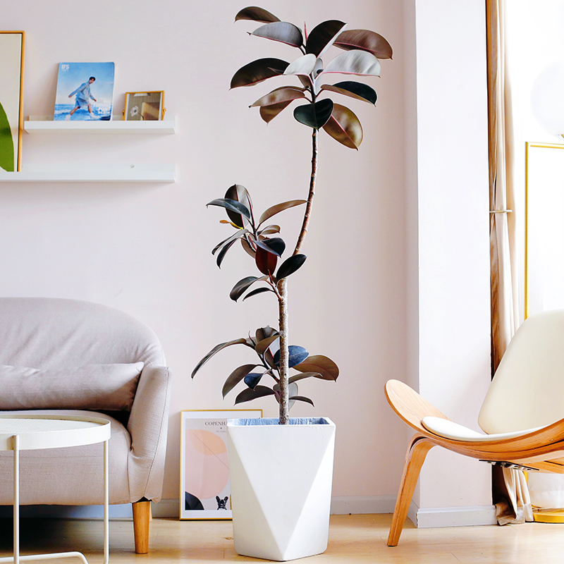 室大盆落地绿植盆栽橡皮树黑金刚盆栽客厅办公室植物q2 造型黑金刚-1