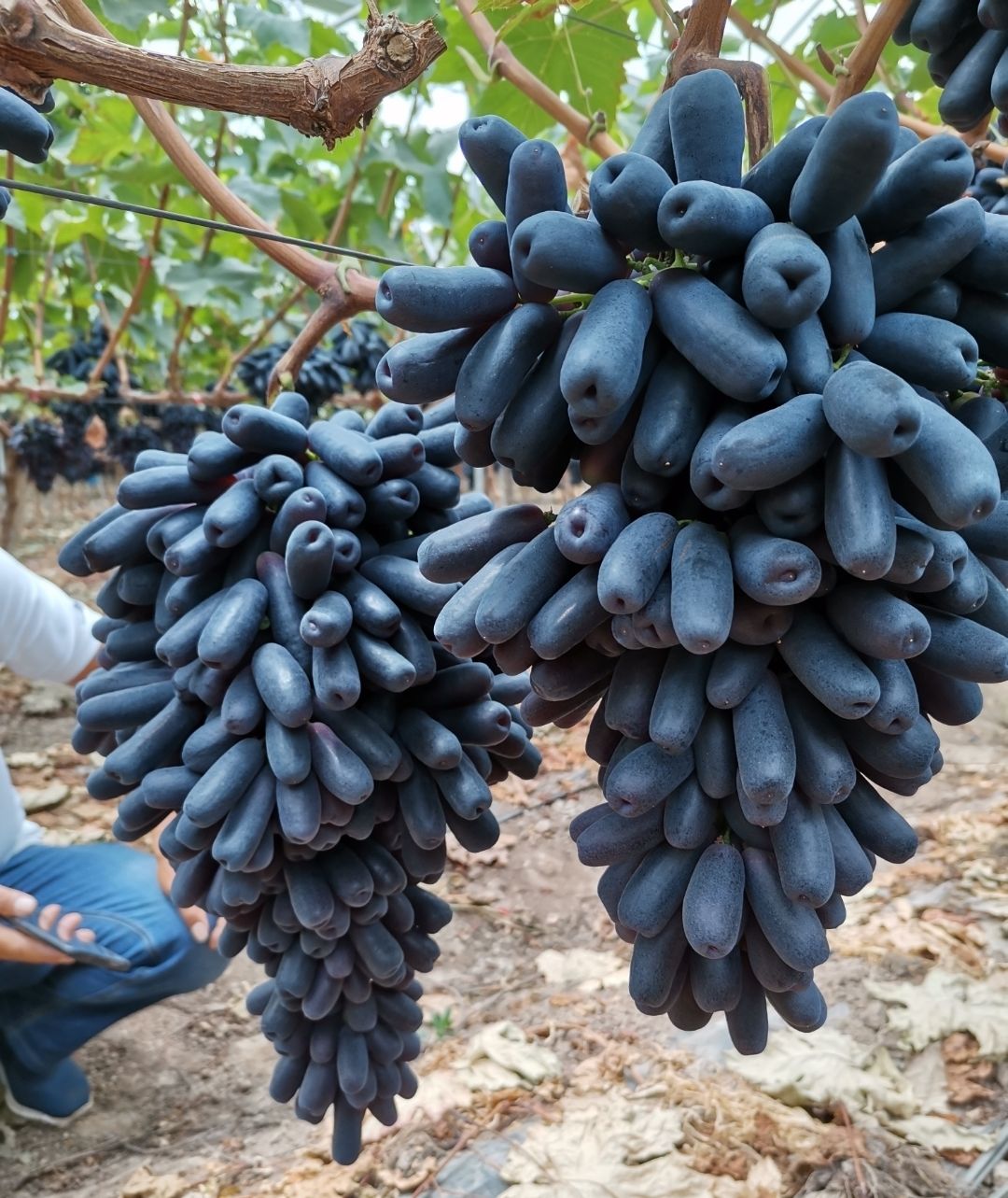 【现摘】推荐甜蜜蓝宝石葡萄美人指黑提基地直供 1000g整串精品