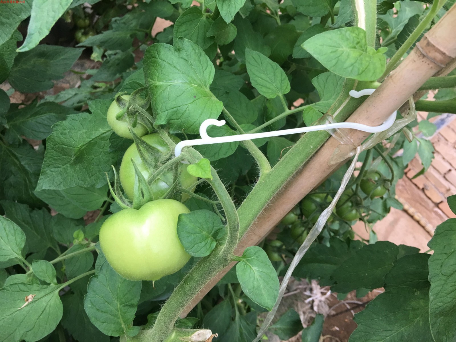 西红柿挂钩吊穗钩果穗挂钩番茄果穗挂钩吊钩吊蔓钩乳白色14cm白色单面