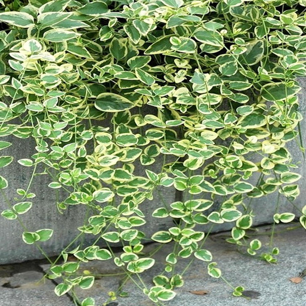 花叶蔓常春藤 花叶霹雳吊兰盆栽垂吊植物金边长青藤室内 复合肥9包 不