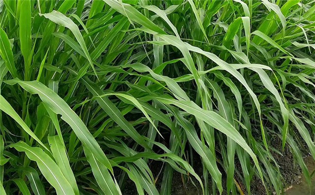 牧草种子墨西哥玉米草种子大刍草四季易种易活种籽喂养兔子牛草羊草鱼