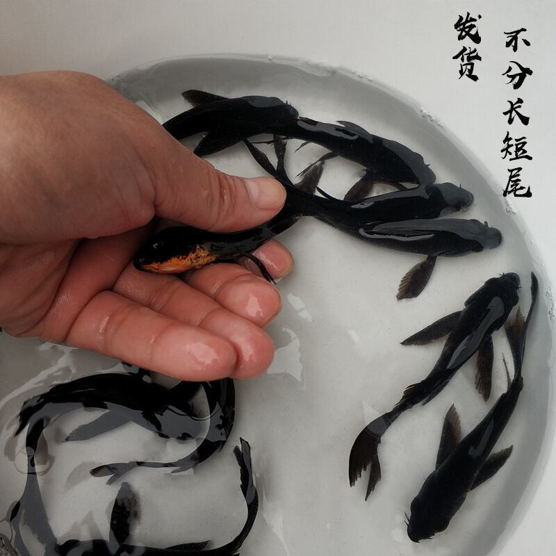 黑色錦鯉觀賞魚活體魚苗大魚冷水魚黑金錦鯉2530釐米1條裝