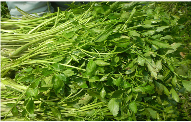 现摘新鲜水芹菜清香河芹山芹菜野芹香芹野蔬菜 1.