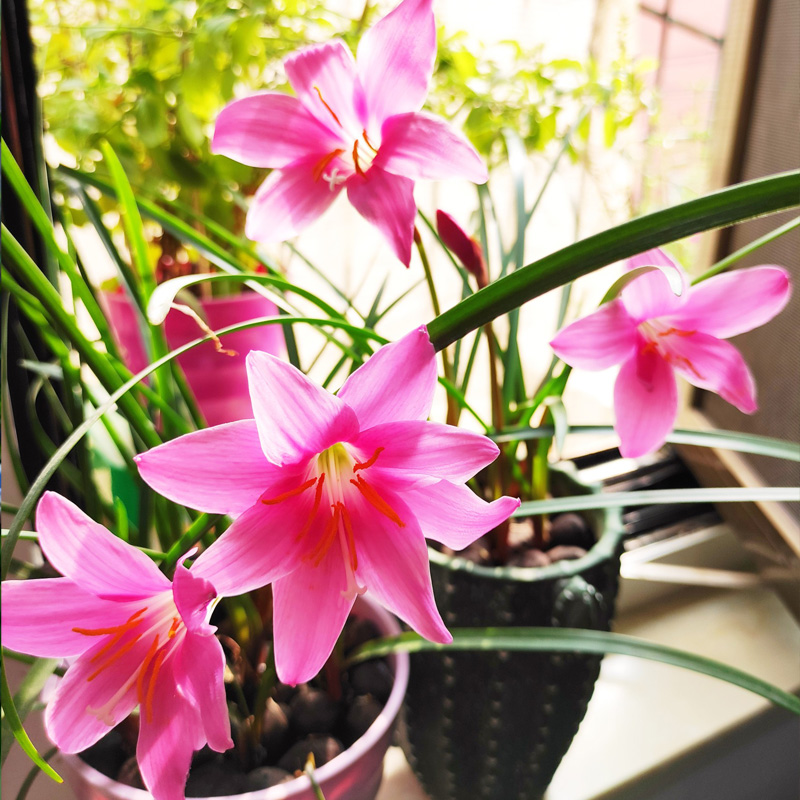 风雨兰 韭兰 韭莲 韭菜兰 韭菜莲 云南 庭院 阳台 小区绿化 种球 粉色