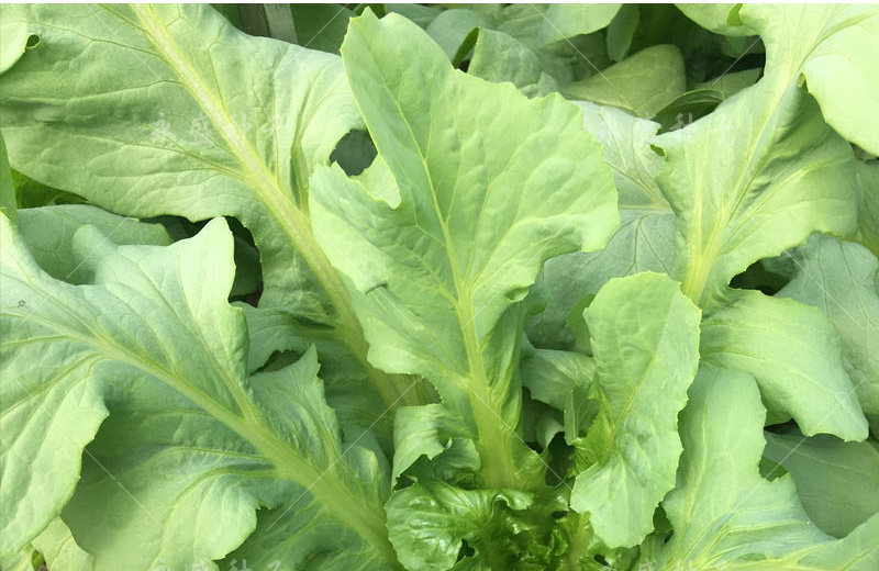 奔奥正宗高州唛菜种子八甲唛多枝多芽甜麦菜种籽美人剑苦麻菜蔬菜种孑