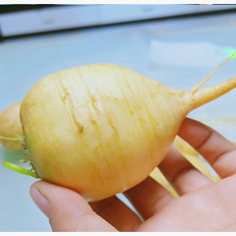 【现挖】新鲜黄蔓菁 旱地蔓菁 甜蔓菁 黄蔓菁 黄心芜菁疙瘩菜河北特色