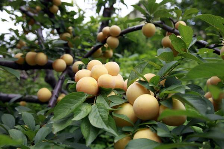 黄金李子树苗 黄布林李子苗 嫁接李子树苗南非黄金李子苗当年结果 3年