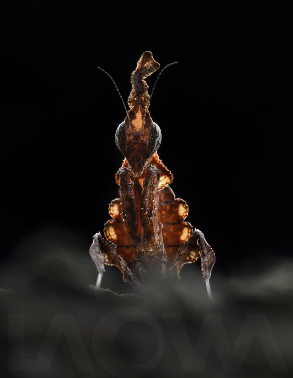 非洲幽灵螳螂活体 办公室另类宠物,另有兰花刺花魔花眼斑弧纹大刀 高