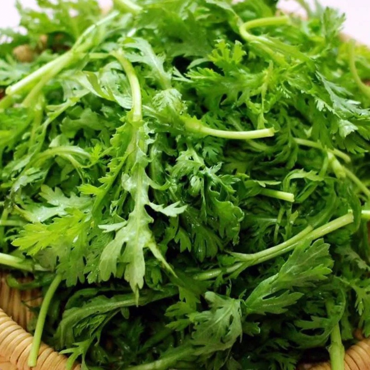 现货农家茼蒿菜新鲜绿叶蔬菜蓬篙时令蔬菜3斤