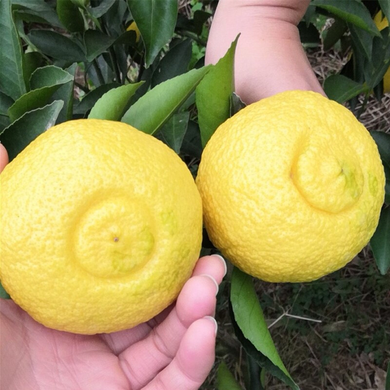 春香象山青柑橘 甜橘柚 春柚 黄金贡柚 清香蜜桔 精品礼盒6斤约12个