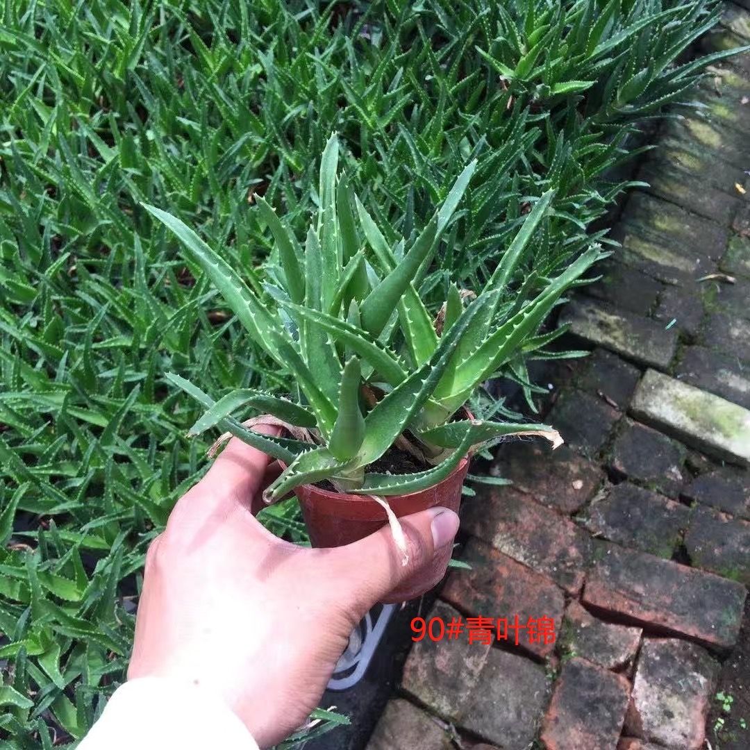 孔雀芦荟多肉芦荟盆栽室内多肉植物防辐射芦荟科多肉孔雀芦荟90翡翠殿