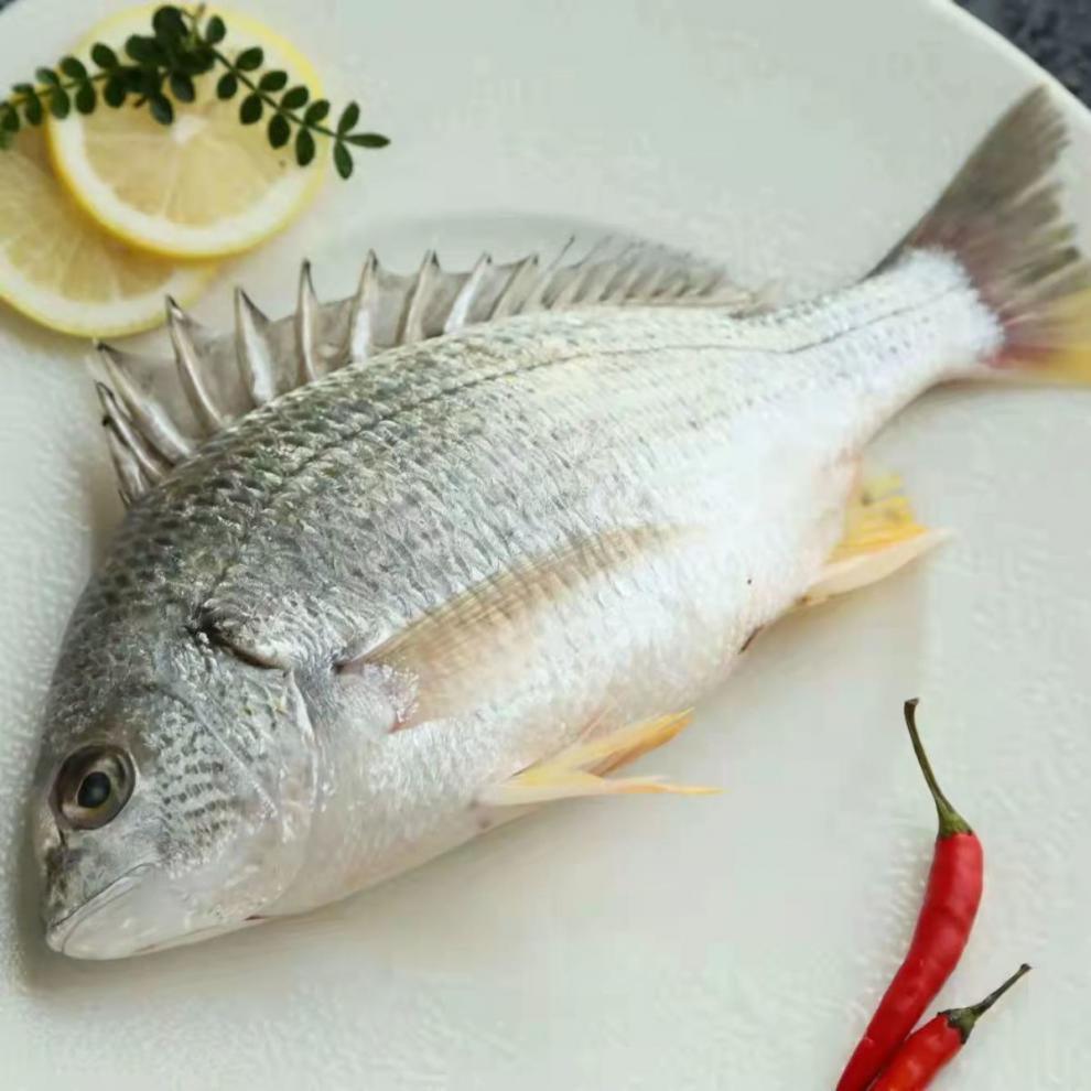 铭语然黄翅鱼黄立鱼新鲜海捕海鲜水产活冻黄翅黄翅鱼1斤34条斤
