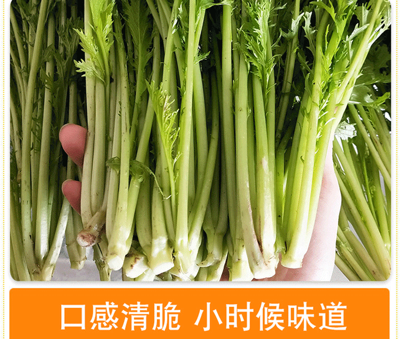 雪菜 新鲜雪里蕻春不老雪里翁青菜农家现摘5斤蔬菜健康轻食【图片