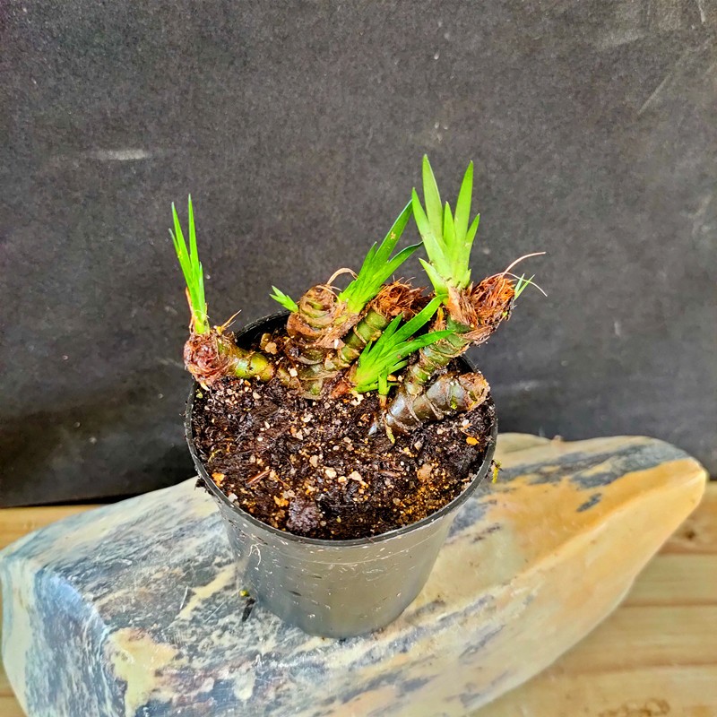 小老桩龙根石菖蒲苗盆栽水培过滤假山吸水石花卉盆景造型室内客厅 1盆