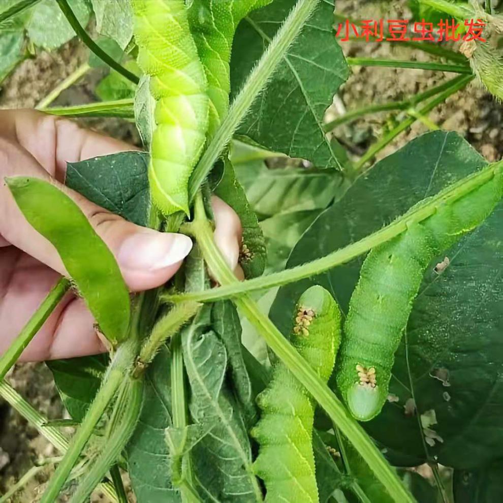 豆虫豆丹豆虫豆虫即食豆虫蛹豆虫活体活豆虫速冻山东豆虫二斤保温箱装