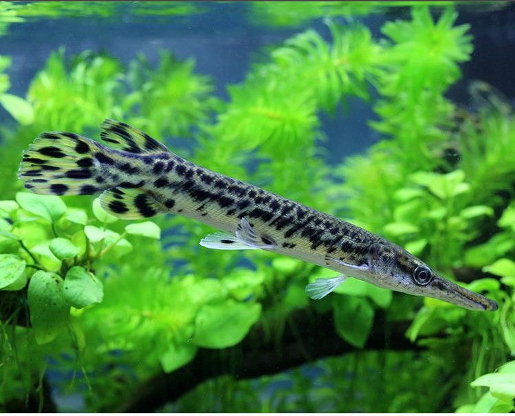 福鳄活体雀鳝鳄尖嘴鳄活体长嘴鳄活体白化火箭大型凶猛观赏鱼 14-15cm