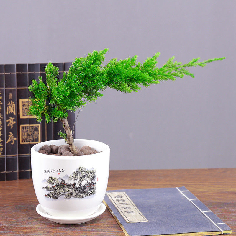 精品绿植盆土肥料迎客松盆景地柏树苗室内外办公桌客厅阳台景观6叶